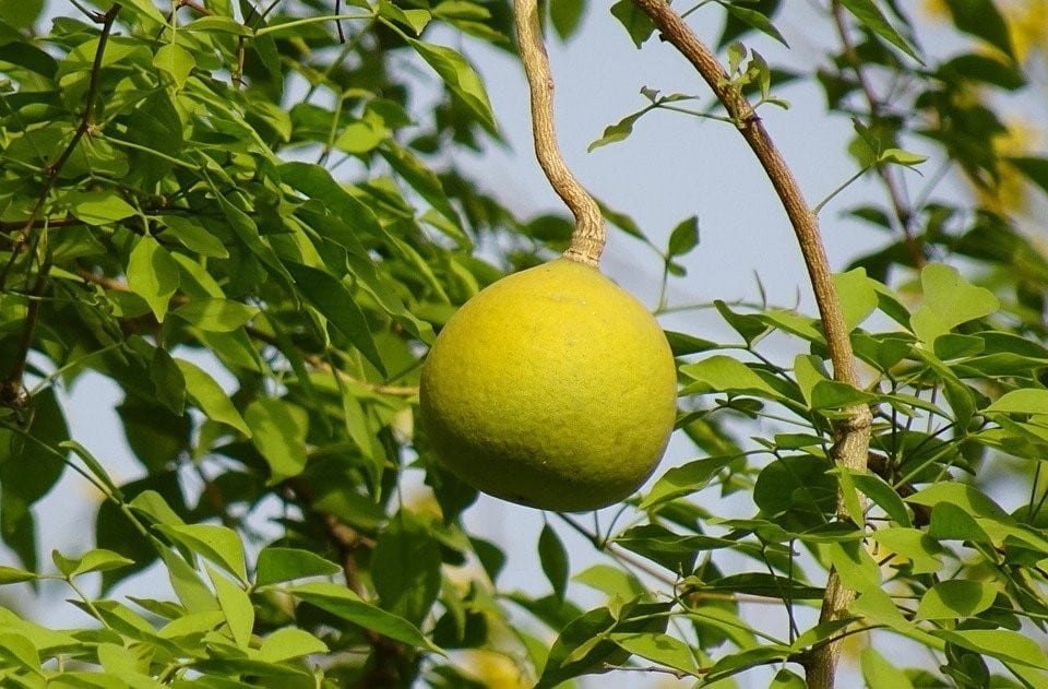 Aegle Marmelos