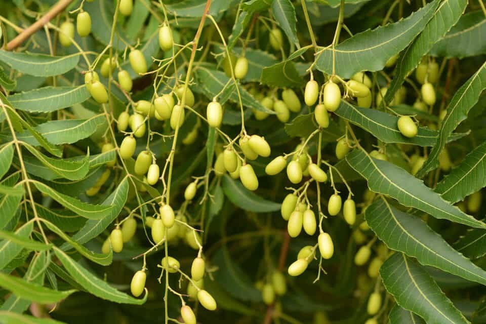 neem