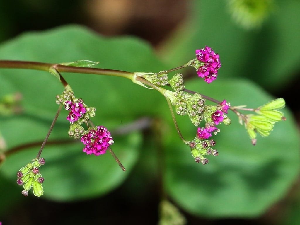 Boerhavia