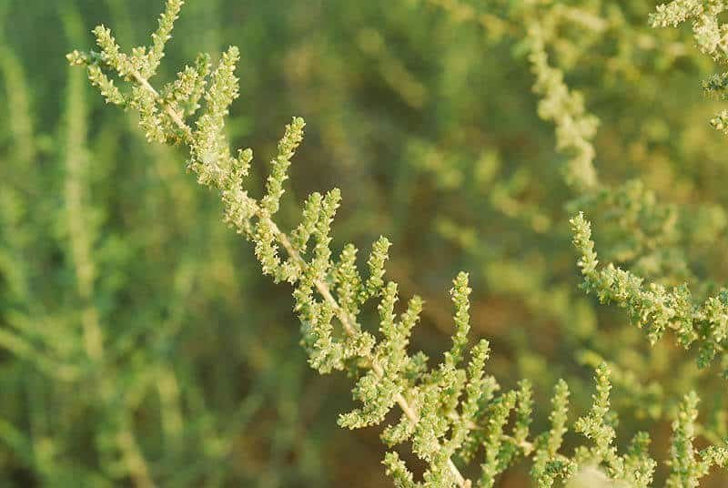 Caroxylon foetidum