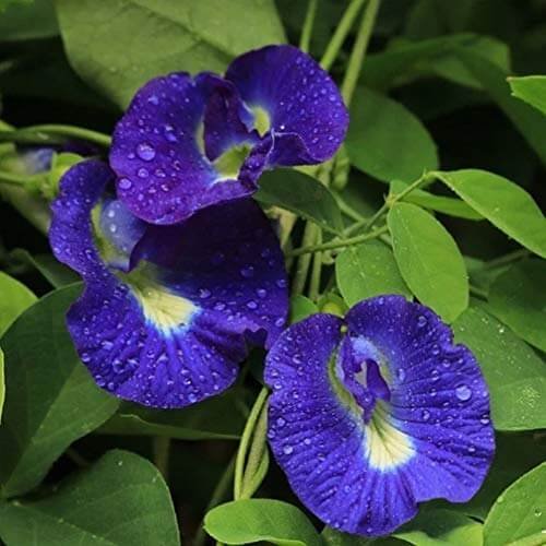 Convolvulus pluricaulis (Shankhpushpi)