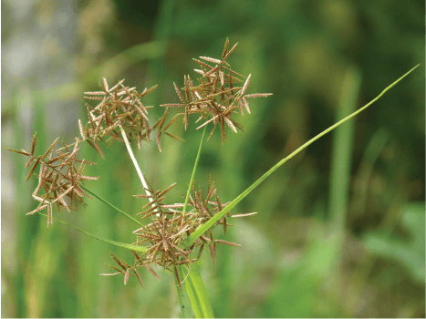 cyperus