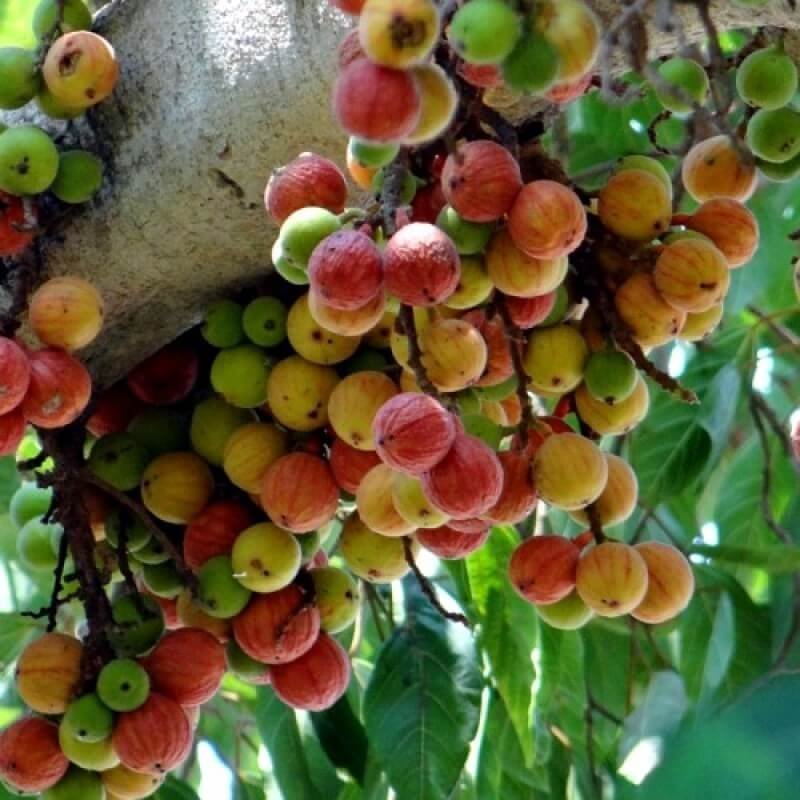 ficus