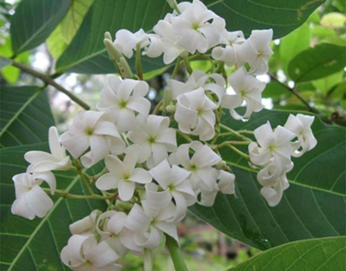 Holarrhena antidysenterica