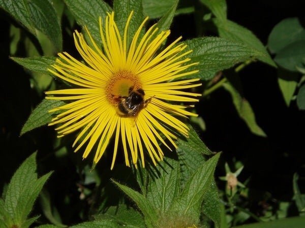 Inula racemosa (Pushkarmool)