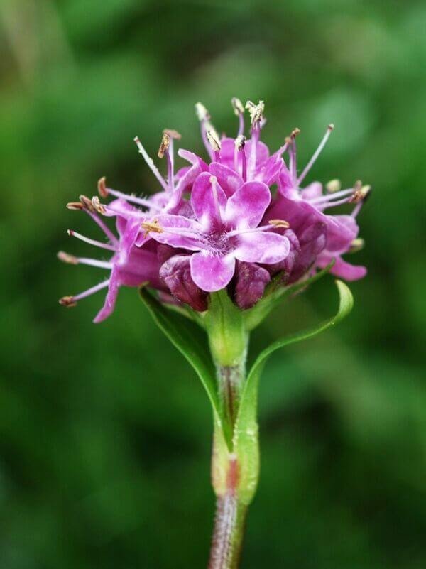 Nardostachys Jatamansi