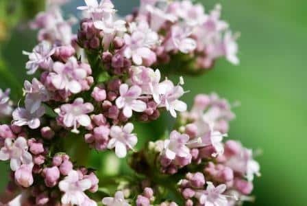 valeriana