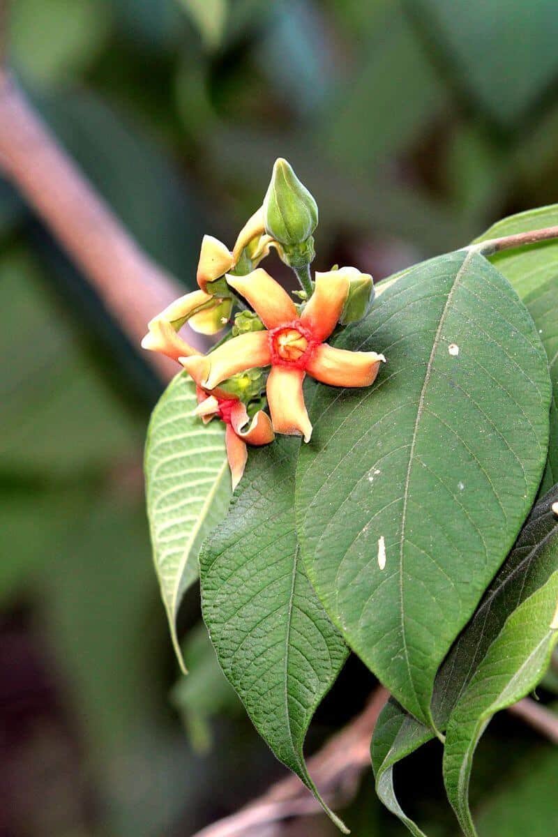 Wrightia tomentosa