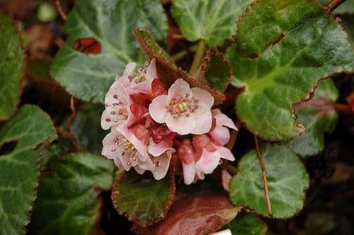 Bergenia