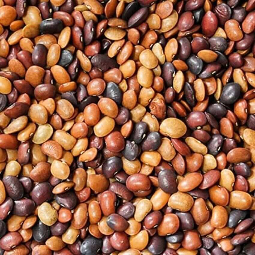 Macrotyloma uniflorum