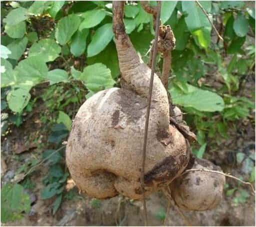 Pueraria tuberosa (Vidarikand)