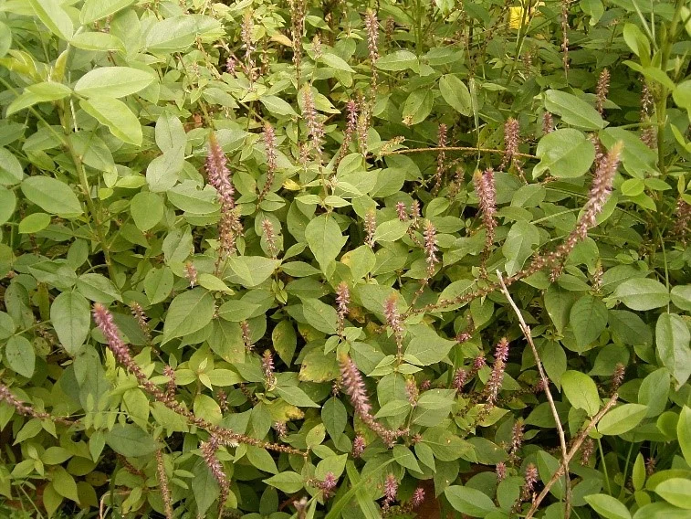 Biciul Diavolului: antioxidant și antiinflamator