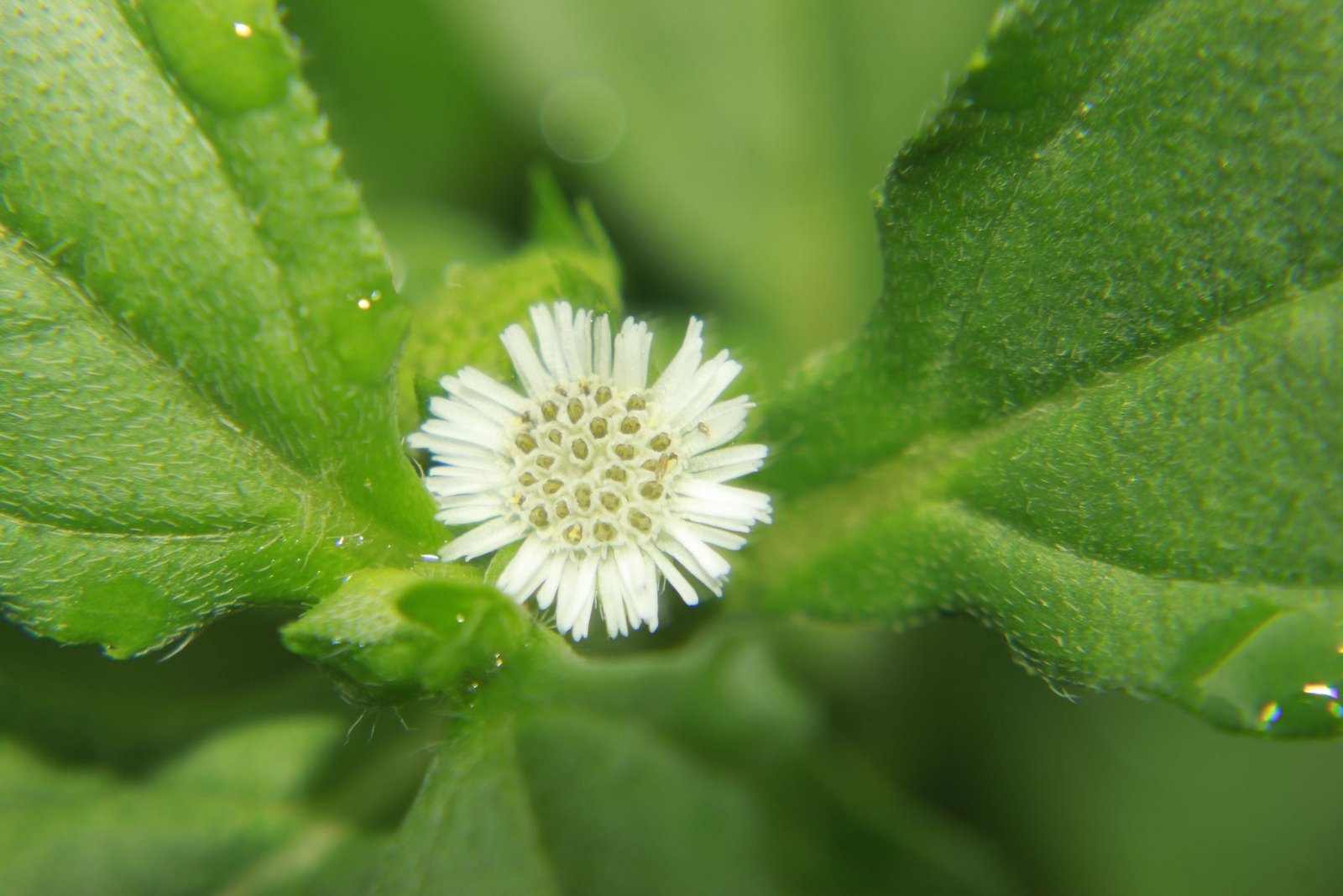 Bhringraj: beneficii naturale