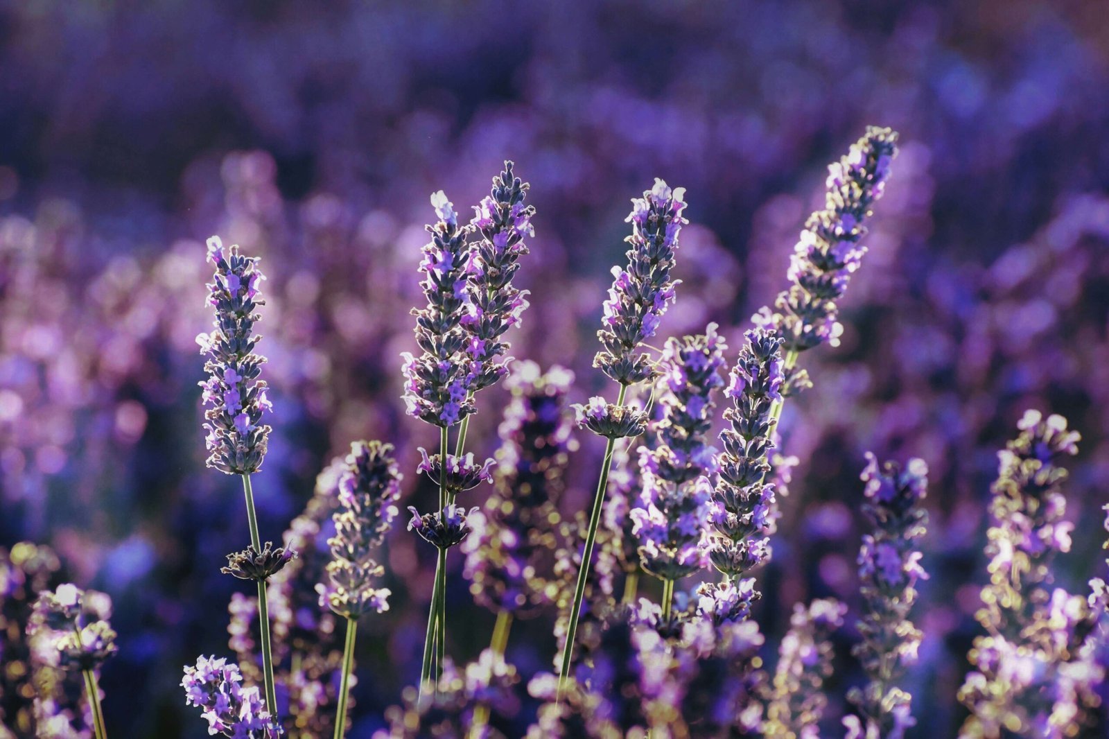 Lavanda: Beneficii pentru sănătate