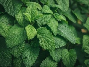 mentha