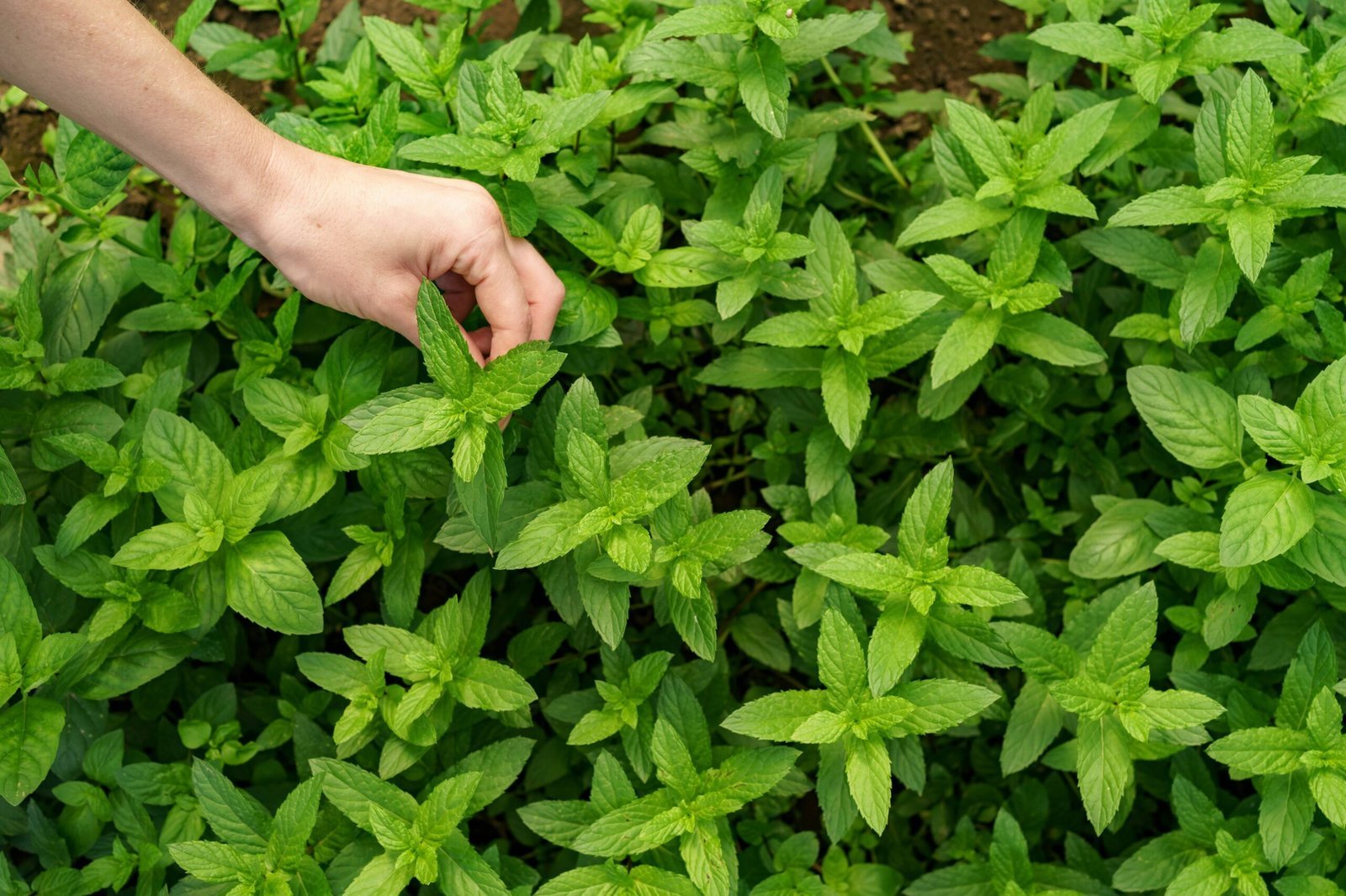 Mentha piperita: Beneficile Mentei
