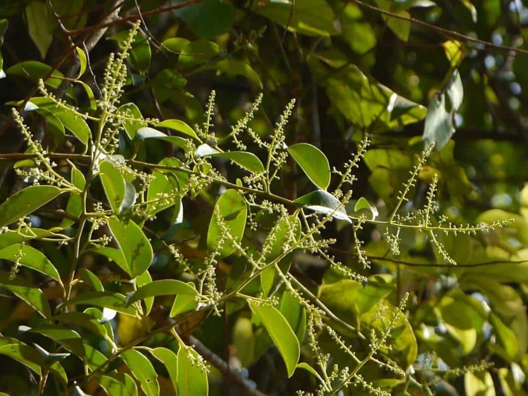 Vidanga (Embelia ribes): Beneficiile pentru sănătate