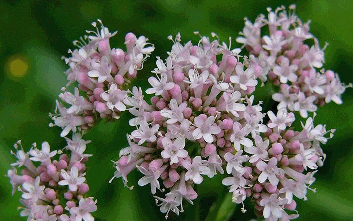 Valeriana: Beneficiile pentru sănătate