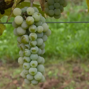 Vitis vinifera