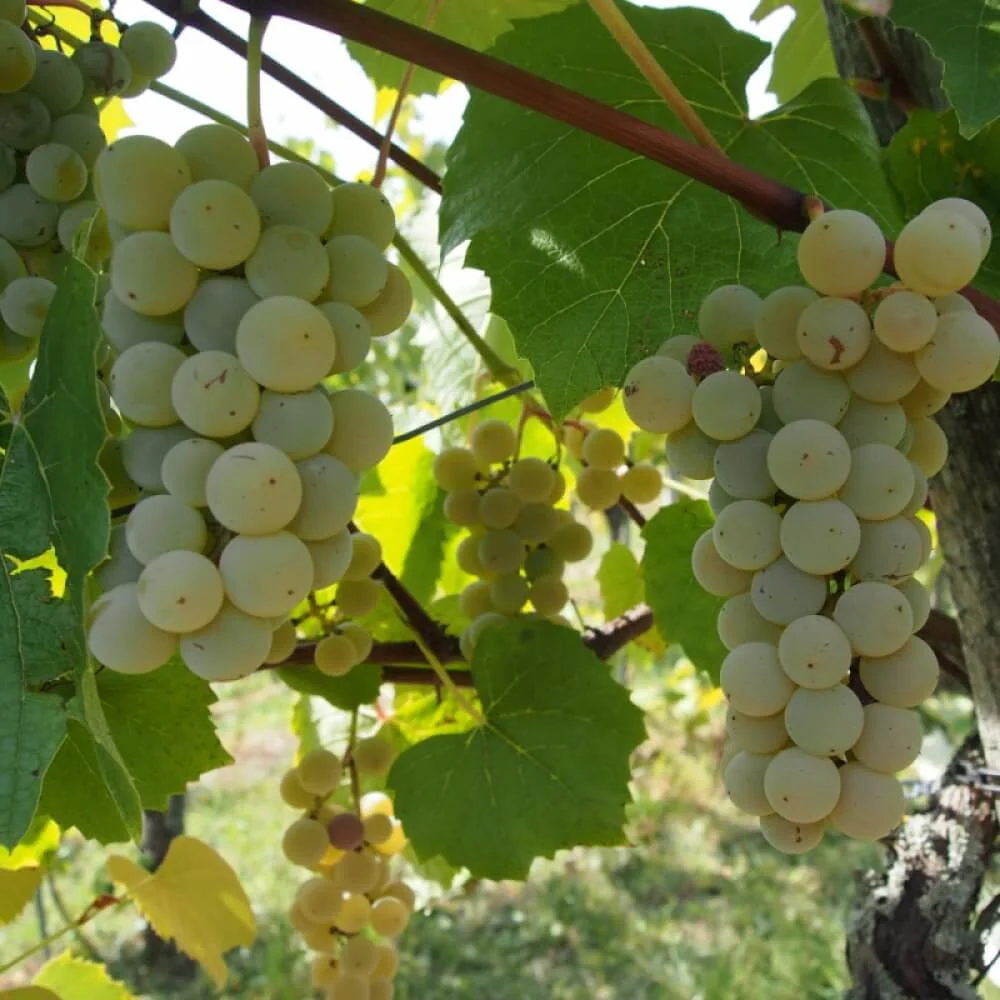 Vița-de-Vie (Vitis vinifera): Beneficiile Sănătății