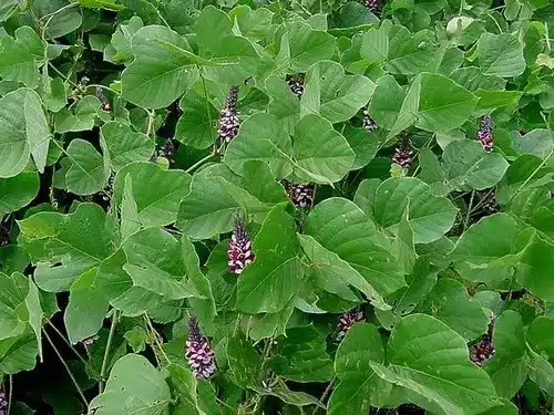 Pueraria tuberosa (Vidarikand): Beneficiile pentru sănătate
