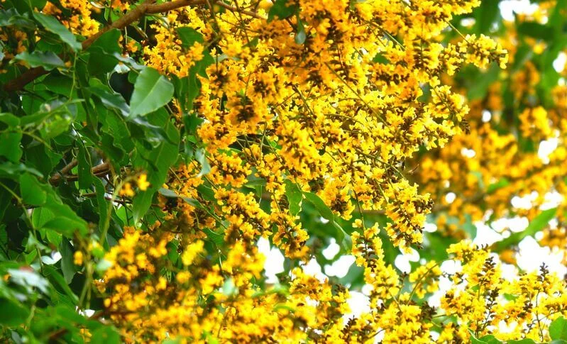 Kino indian: antidiabetic și antiinflamator