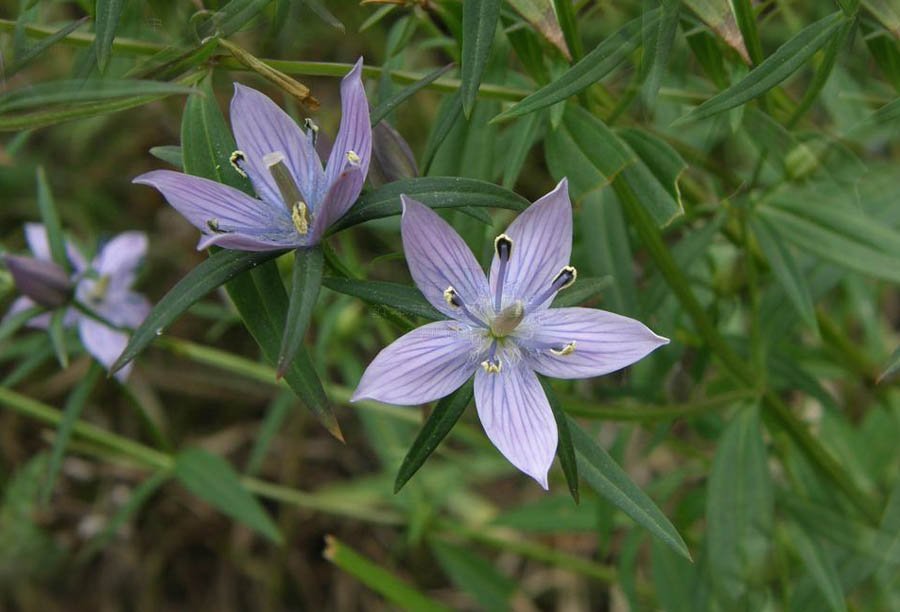 Chirayita: Planta Medicinală Himalayană